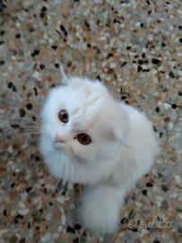 Gatto simil Angora di 4 anni (missis  Elsa)