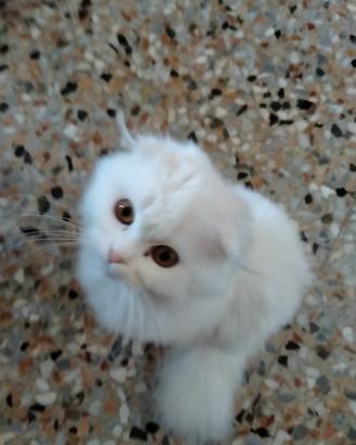 Gatto simil Angora di 4 anni (missis  Elsa)