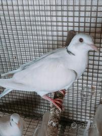 Tortore avorio