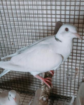 Tortore avorio