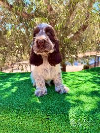Cocker Spaniel