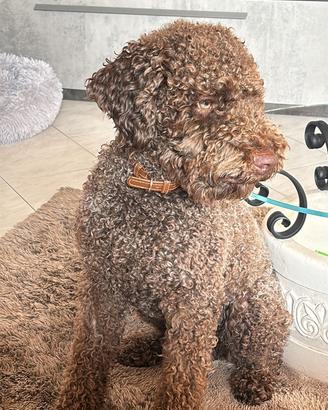 Lagotto romagnolo