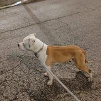 Cucciolone amstaff
