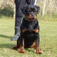 Rottweiler cucciola