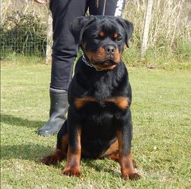 Rottweiler cucciola