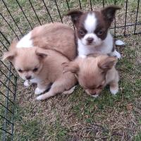 Cuccioli simil chihuahua