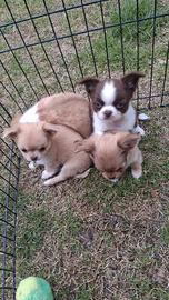 Cuccioli simil chihuahua