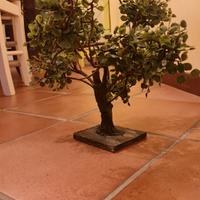 bonsai per presepe