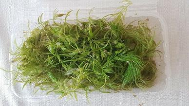 ceratophyllum demersum pianta acquario 