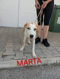 Cucciola taglia media