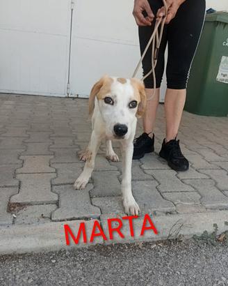Cucciola taglia media