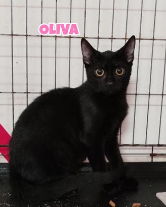 Oliva gattina nera di 4 mesi
