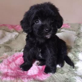 Cucciole jack Russel/volpino