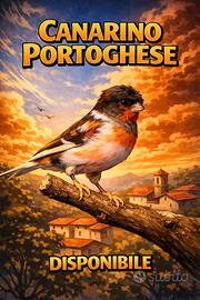 Canarino portoghese