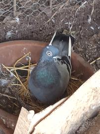 Colombi Ornamentali Capitombolanti di Praga