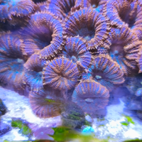 Coralli acquario marino