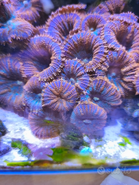 Coralli acquario marino