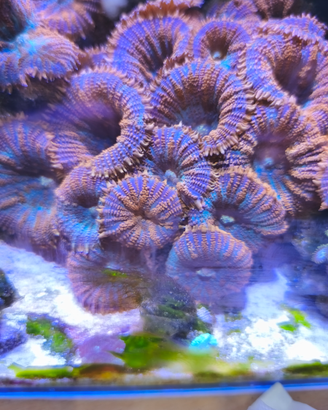 Coralli acquario marino
