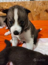 Cuccioli Siberian Husky con Pedigree