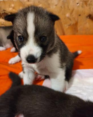 Cuccioli Siberian Husky con Pedigree