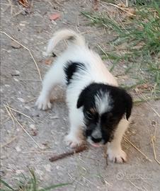 Jack Russell cuccioli