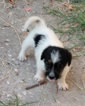 Jack Russell cuccioli