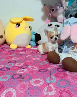 Chihuahua toy