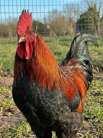 Gallo Marans nero ramato
