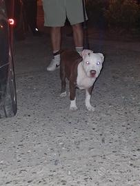 Cucciolo pitbull