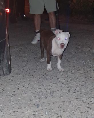 Cucciolo pitbull