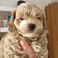 Maltipoo