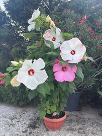 Hibiscus
