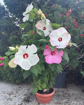 Hibiscus