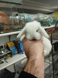 Coniglietti ariete minilop