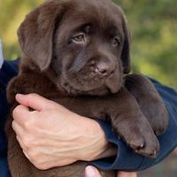 Femmina di Labrador chocolate con pedigree