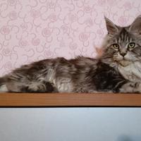 Cucciola Maine coon black silver tabby blotched