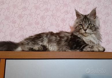 Cucciola Maine coon black silver tabby blotched