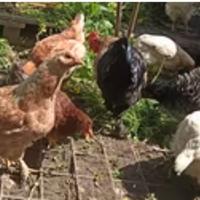Galline pulcini