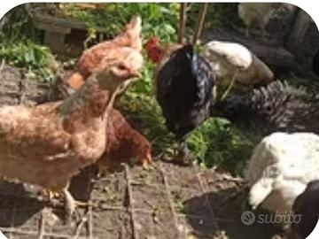 Galline pulcini