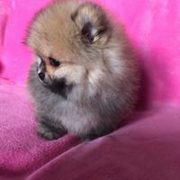 Cuccioli spitz pomerania maschi e femmine