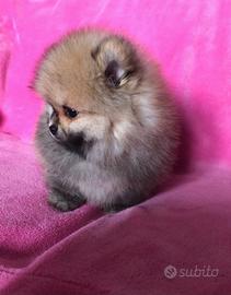 Cuccioli spitz pomerania maschi e femmine