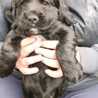 Cocker