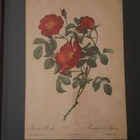 Quadro Rosa di joseph redoute'