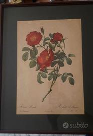 Quadro Rosa di joseph redoute'