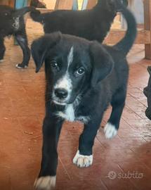 Cucciolata adorabile