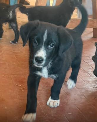 Cucciolata adorabile