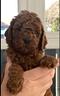 cuccioli-di-barboncini-toy-femminucce