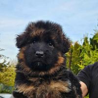 Cuccioli di pastore tedesco