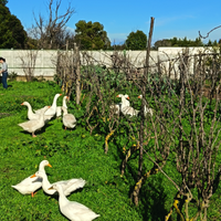 Oche del Campidoglio