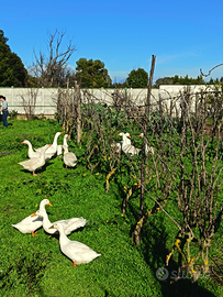 Oche del Campidoglio